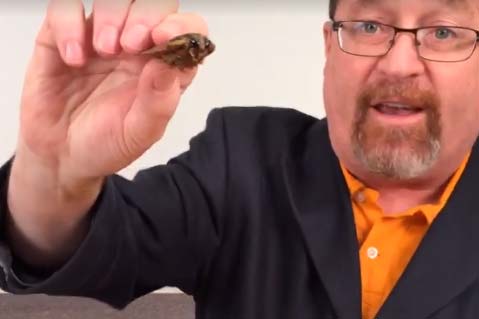 Joe Haley Eats Bugs Live On Facebook