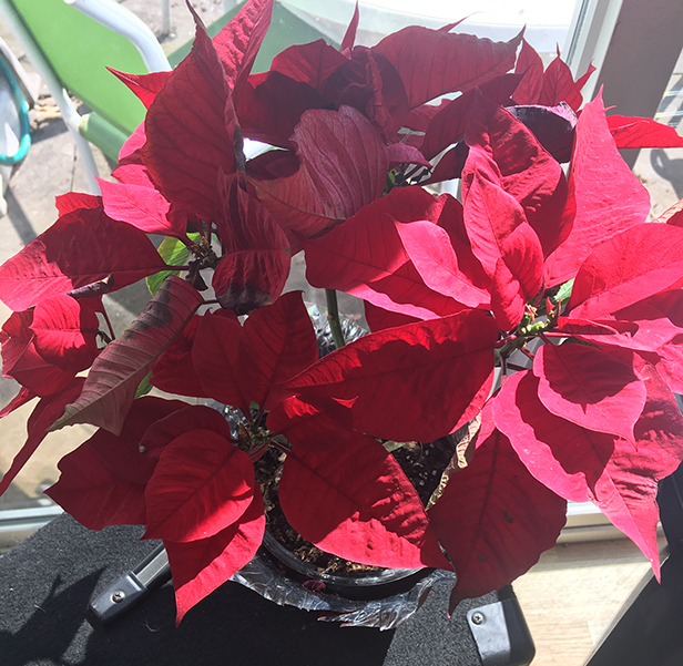 Christmas poinsettia