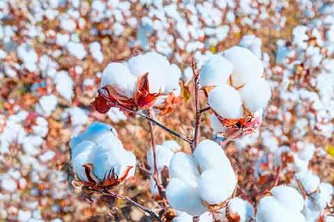 U.S. Ban on Xinjiang Cotton Takes Effect