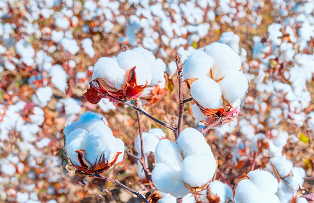 Cotton field