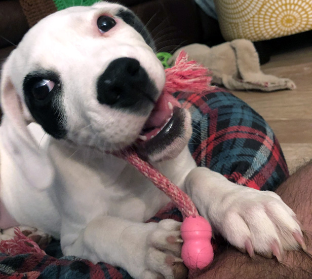 dog chewing on toy