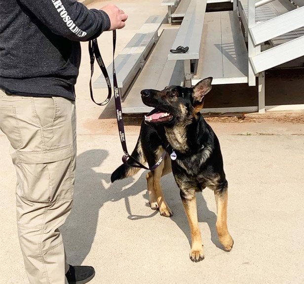 Scout with his handler