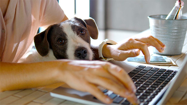 Working from home with dog