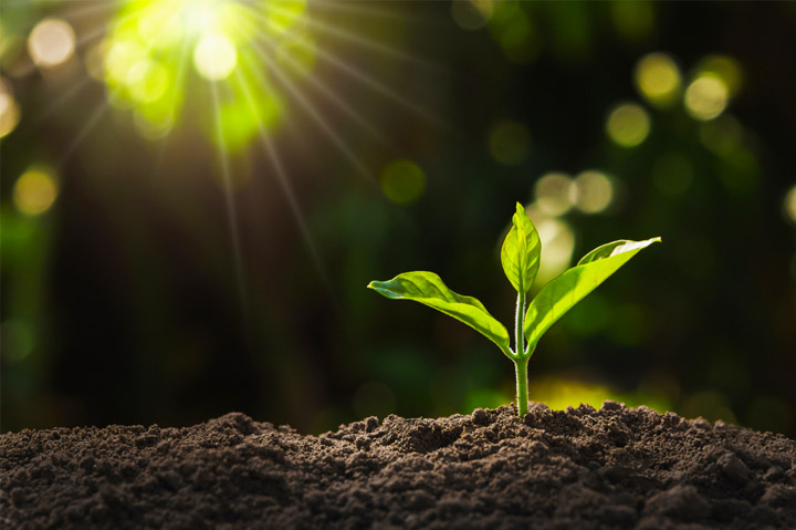 young plant growing from dirt