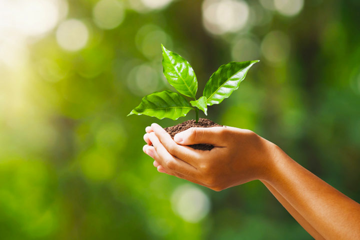 hands holding young plant