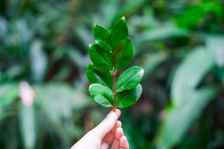 hand holding leaf