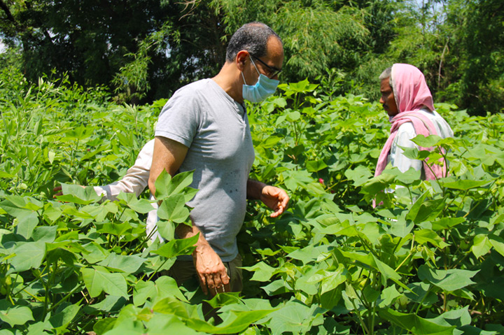 man walking in cotton field