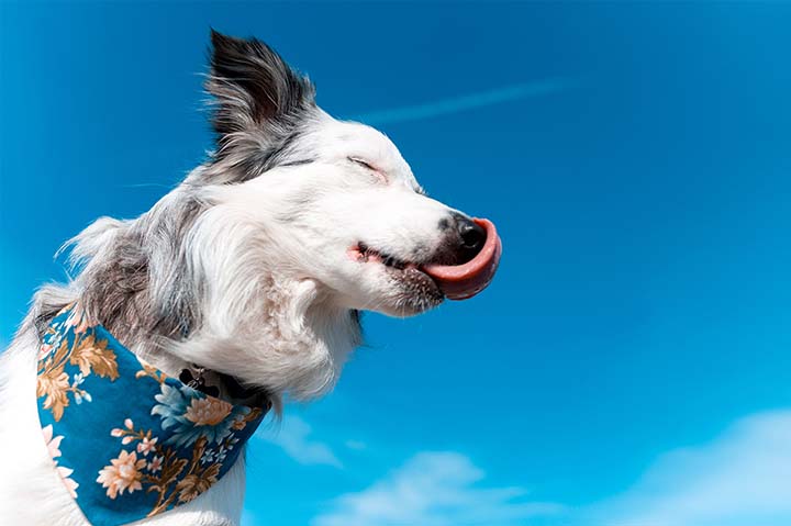 Dog in bandanna