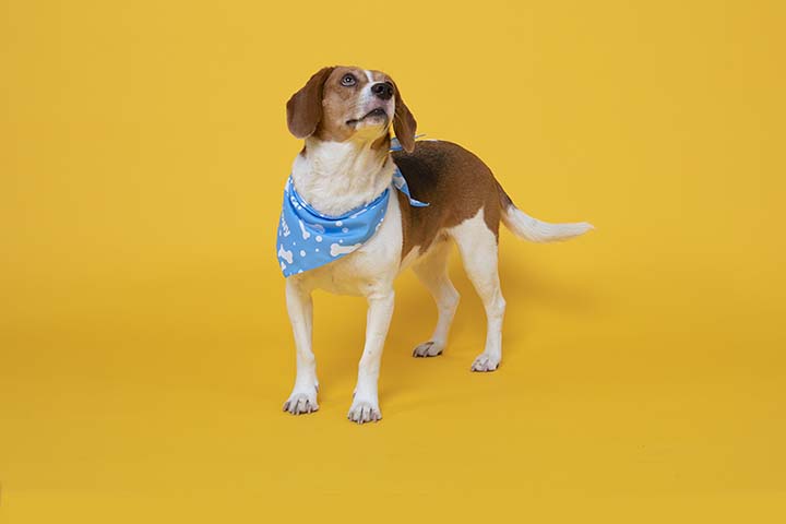 Dog in bandanna