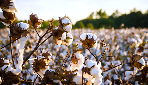 cotton field