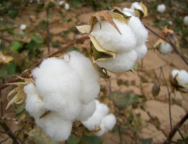 cotton