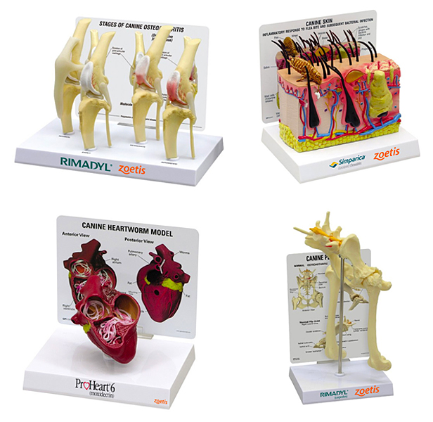 Zoetis anatomy veterinary models