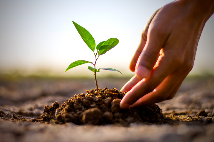 hand planting seedling in dirt