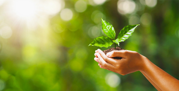 hand holding plant