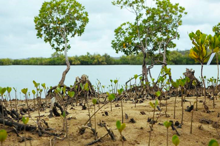 Social Imprints Vows to Plant 40,000 Mangroves in 2023