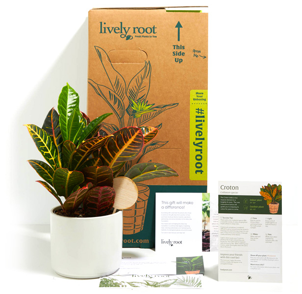 plant kit